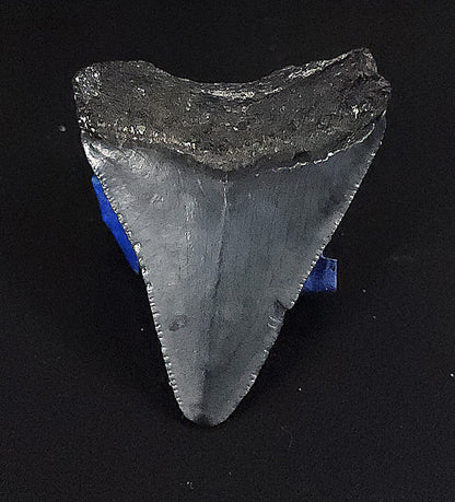 Authentic, 1.98" Fossil Megalodon Tooth - Venice, Florida - Fossil Driven