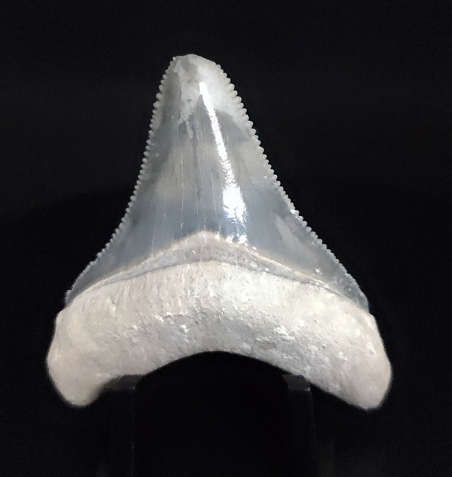 Authentic, 1.99" Fossil Megalodon Tooth - Bone Valley, Florida - Fossil Driven