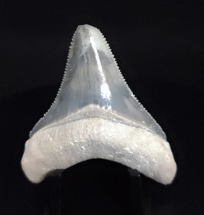 Authentic, 1.99" Fossil Megalodon Tooth - Bone Valley, Florida - Fossil Driven