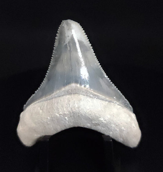 Authentic, 1.99" Fossil Megalodon Tooth - Bone Valley, Florida - Fossil Driven