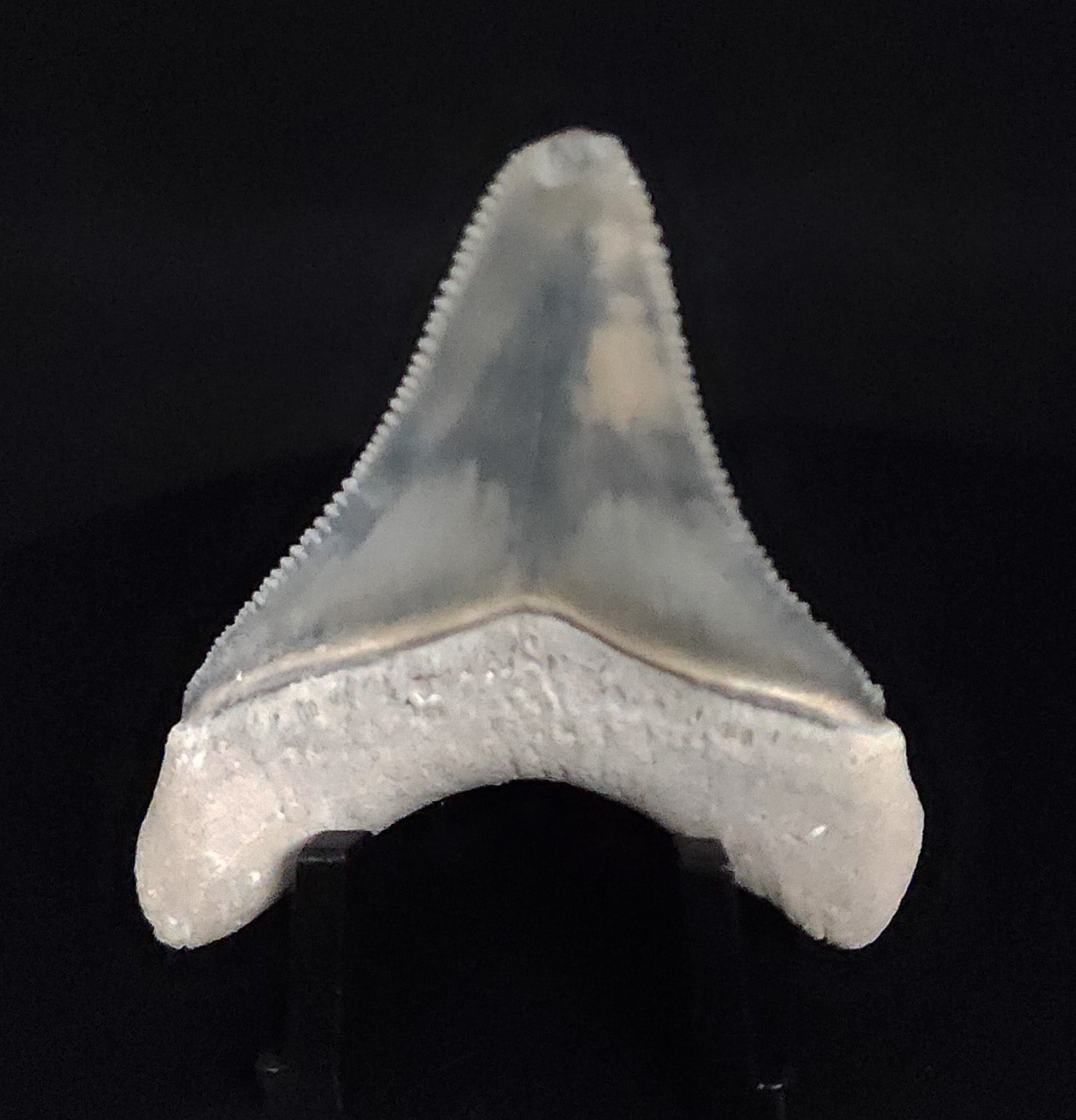 Authentic, 1.99" Fossil Megalodon Tooth - Bone Valley, Florida - Fossil Driven