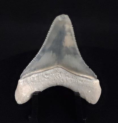 Authentic, 1.99" Fossil Megalodon Tooth - Bone Valley, Florida - Fossil Driven