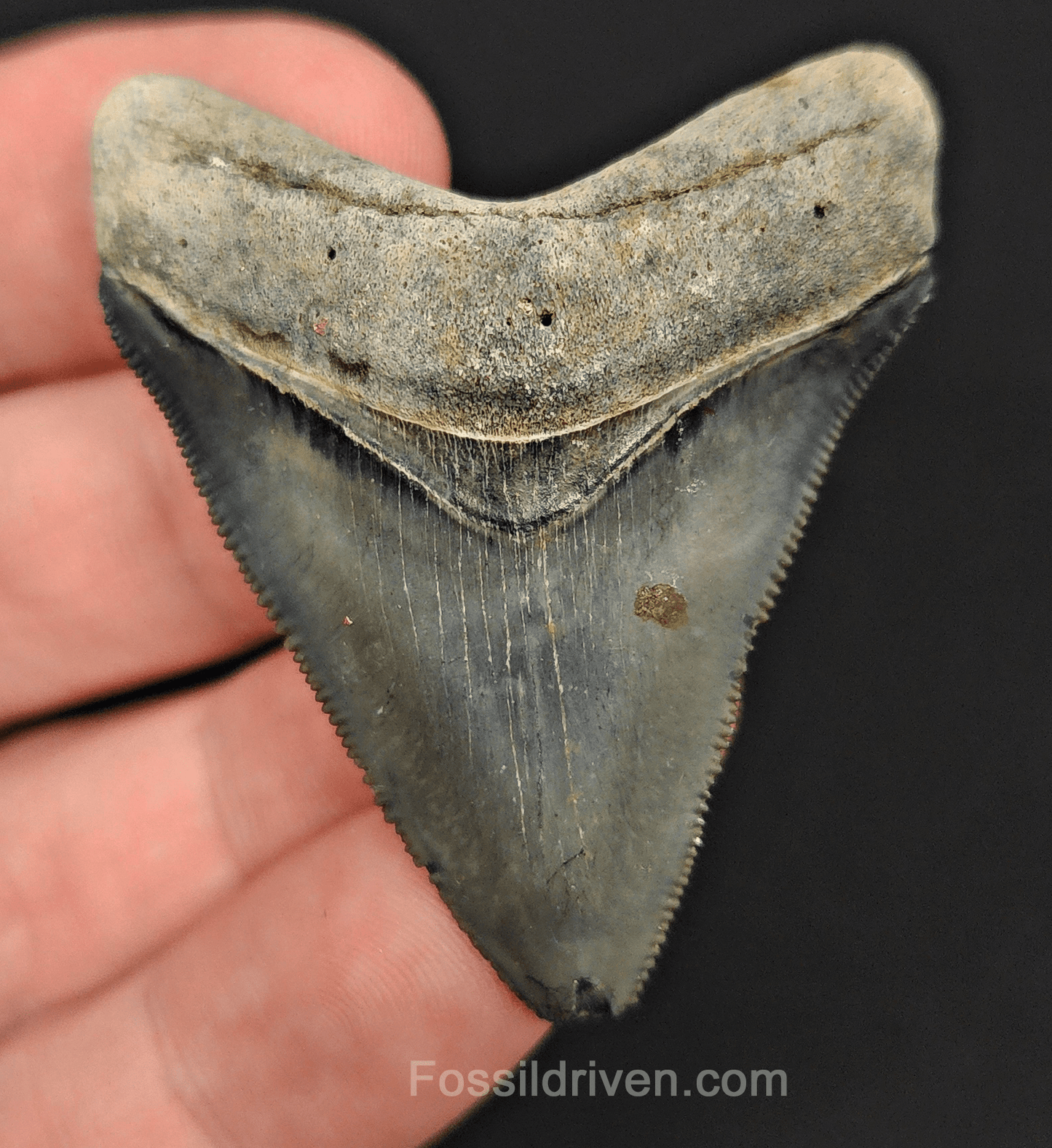 Authentic, 1.99" Fossil Megalodon Tooth - Venice, Florida - Fossil Driven