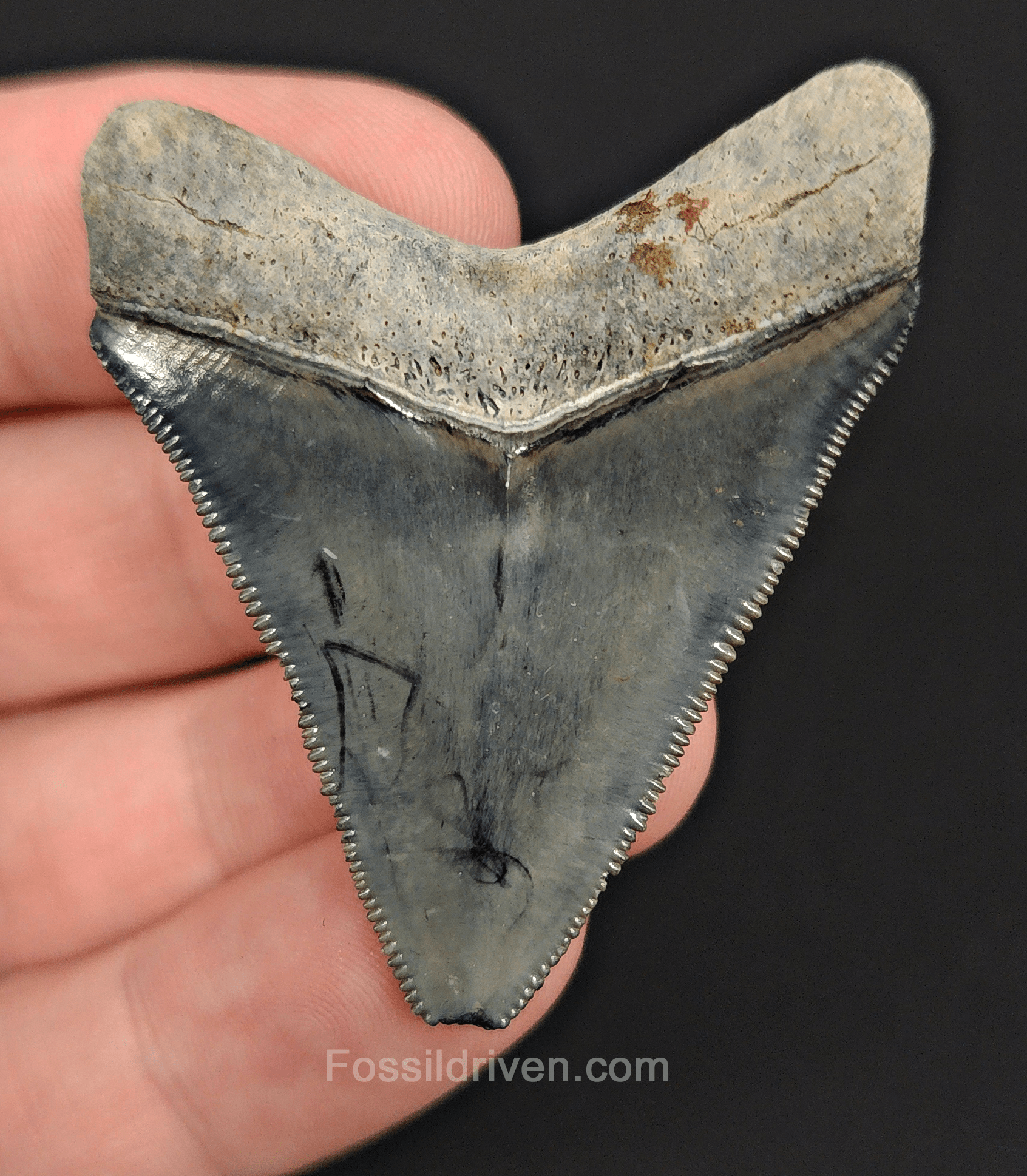 Authentic, 1.99" Fossil Megalodon Tooth - Venice, Florida - Fossil Driven