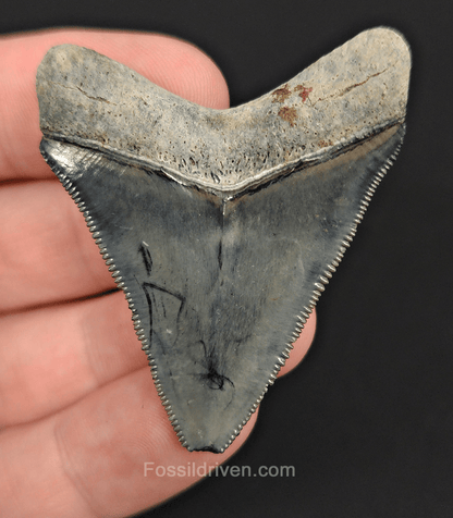 Authentic, 1.99" Fossil Megalodon Tooth - Venice, Florida - Fossil Driven