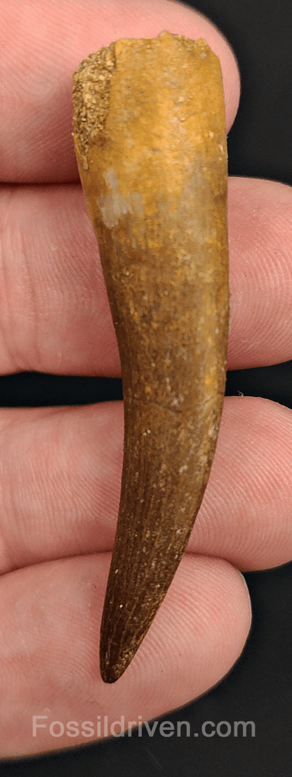 Authentic, 2.02" Plesiosaur Tooth - Morocco - Fossil Driven