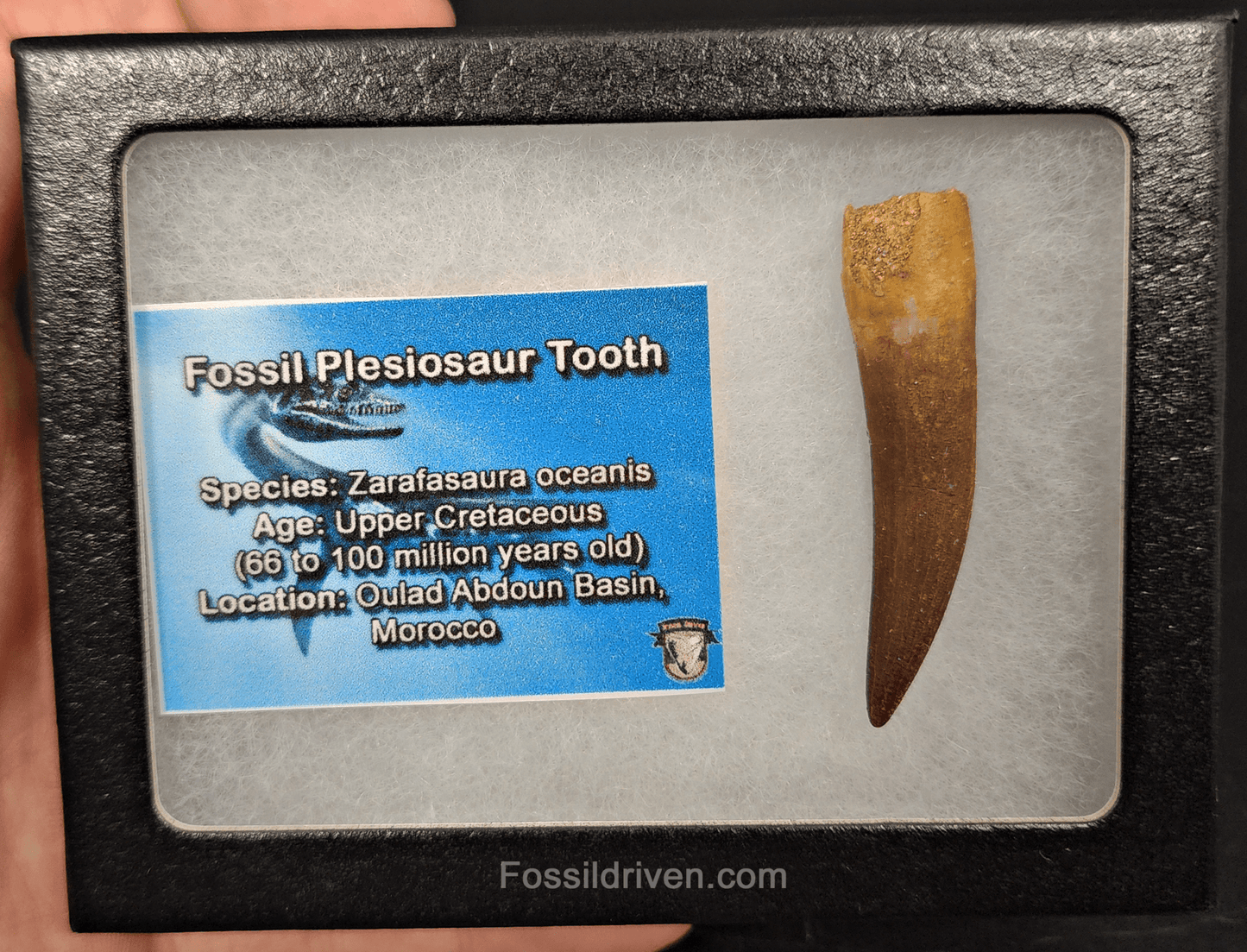 Authentic, 2.02" Plesiosaur Tooth - Morocco - Fossil Driven