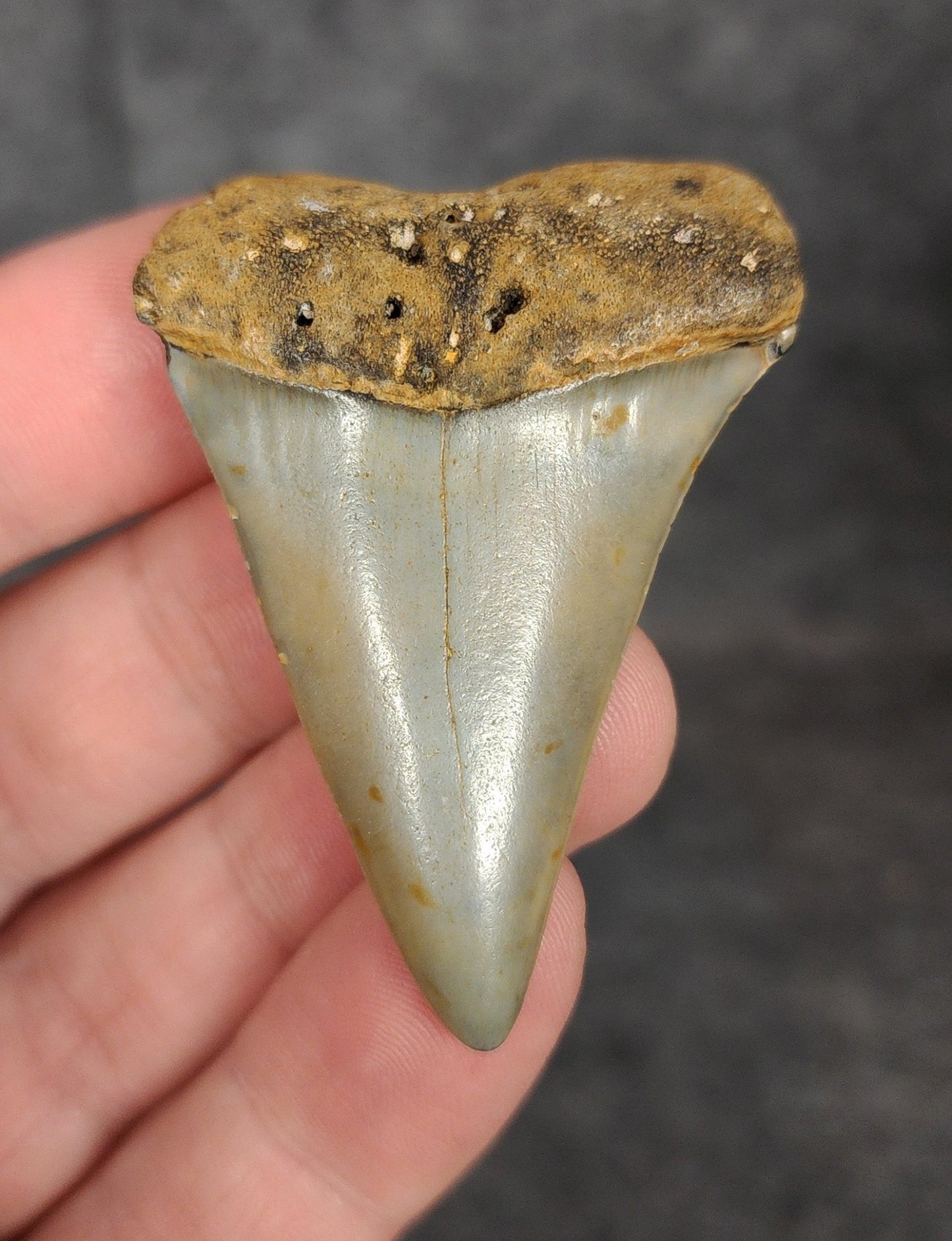 Authentic, 2.03" Fossil Mako Tooth - North Carolina - Fossil Driven