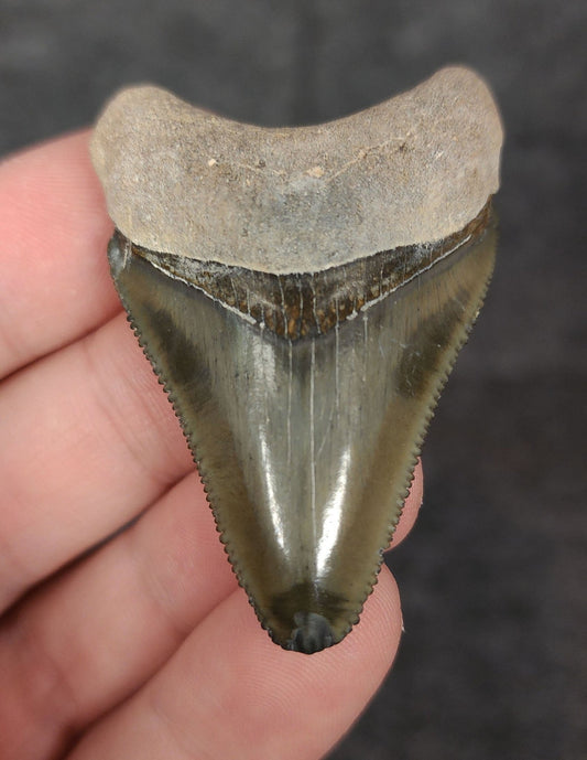 Authentic, 2.03" Fossil Megalodon Tooth - Bone Valley, Florida - Fossil Driven