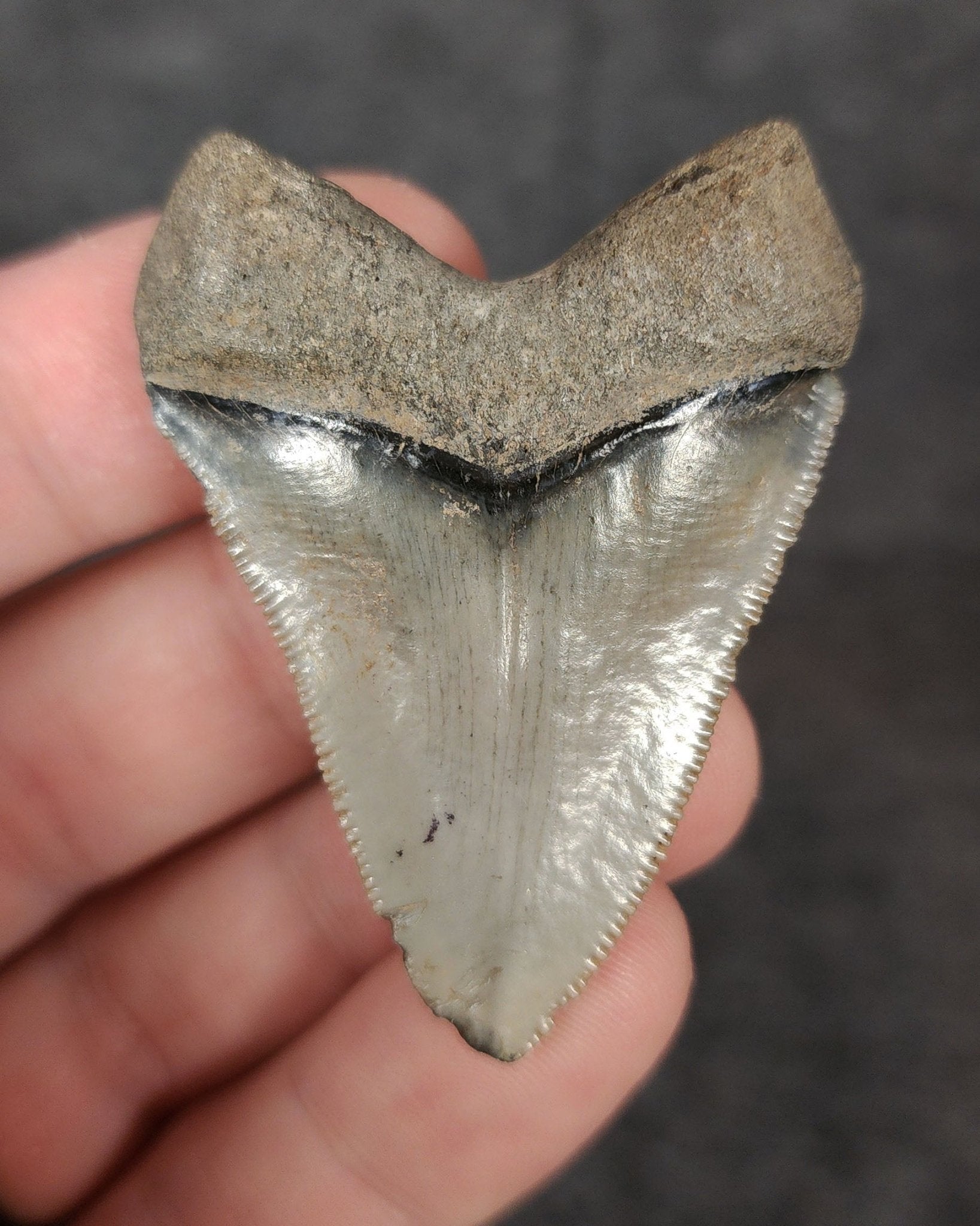 Authentic, 2.03" Fossil Megalodon Tooth - Venice, Florida - Fossil Driven