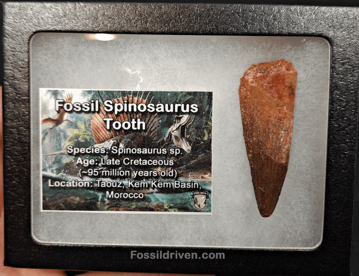 Authentic, 2.03" Spinosaurus Tooth - Real Dinosaur Tooth - Fossil Driven