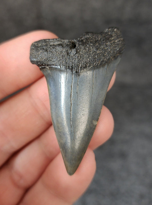 Authentic, 2.04" Fossil Mako Tooth - South Carolina - Fossil Driven