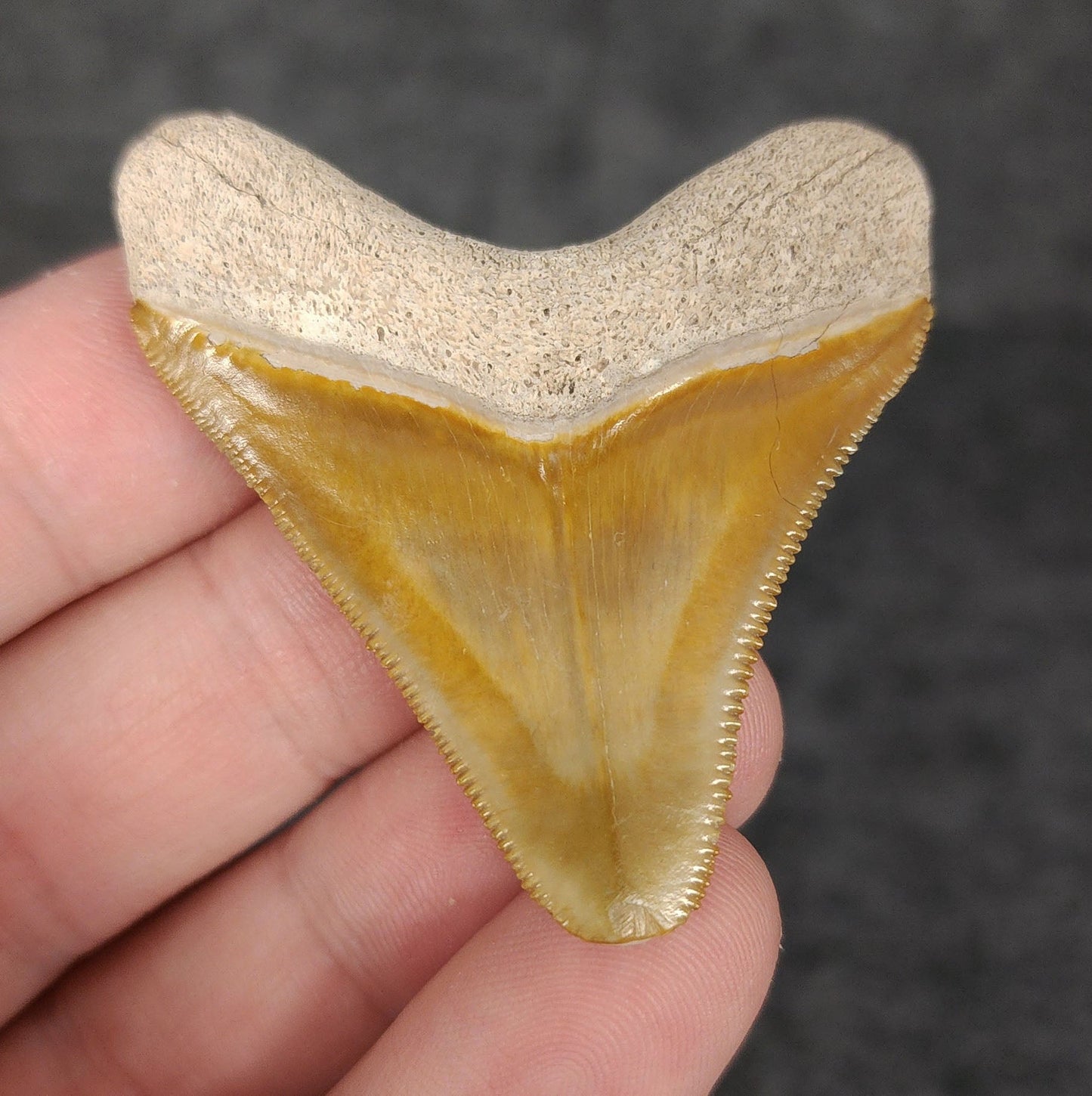 Authentic, 2.05" Fossil Megalodon Tooth - Bone Valley, Florida - Fossil Driven