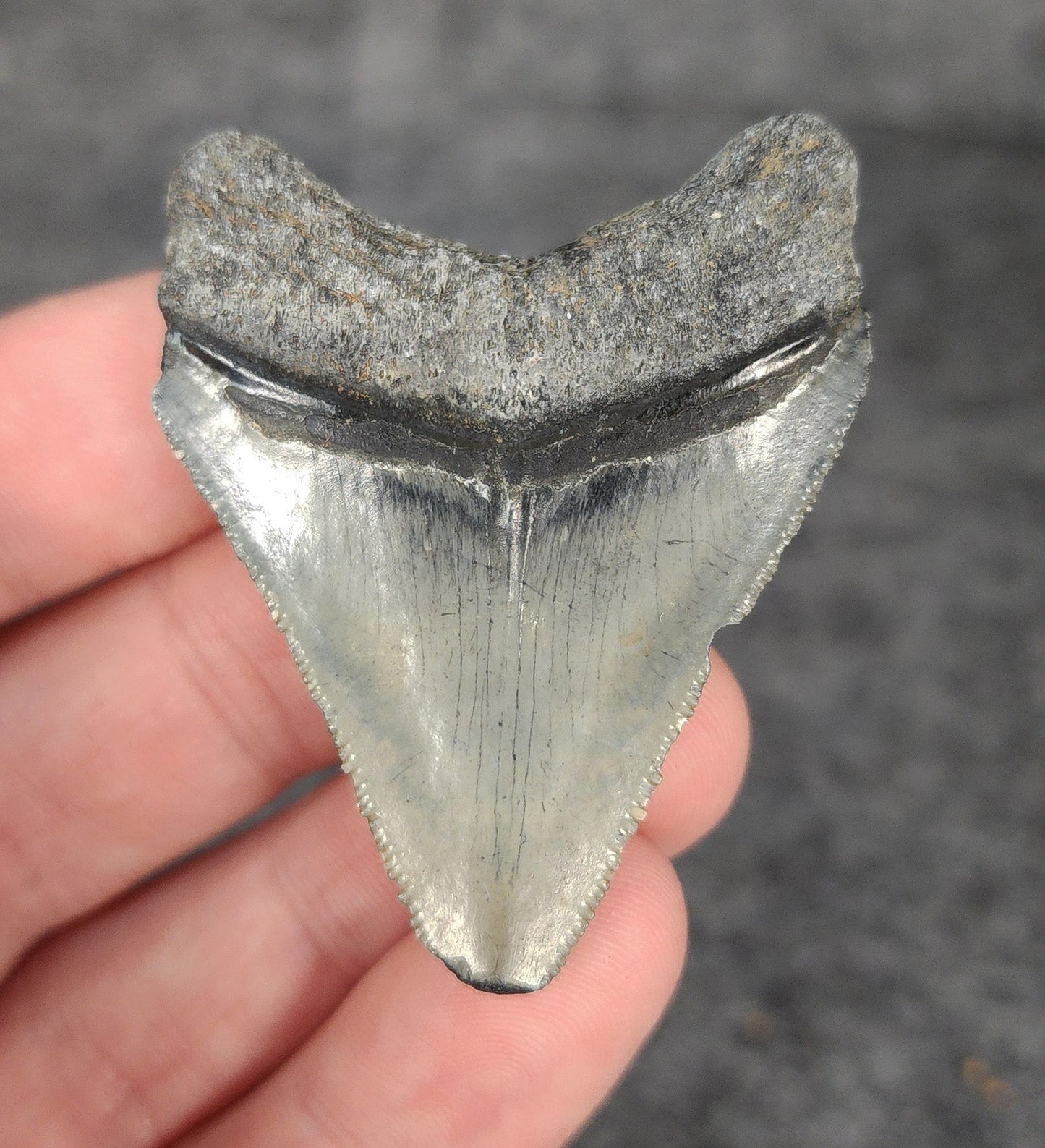 Authentic, 2.05" Fossil Megalodon Tooth - Venice, Florida - Fossil Driven