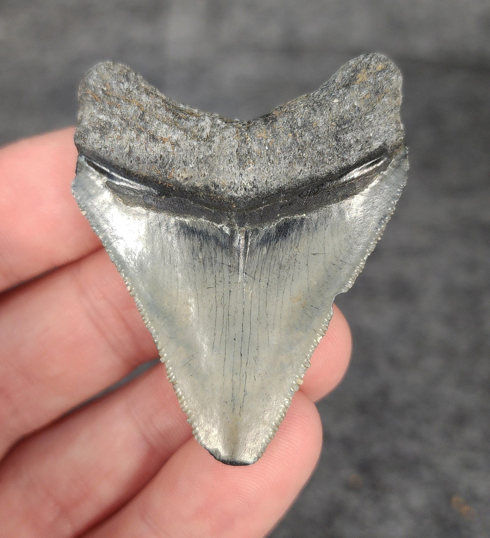 Authentic, 2.05" Fossil Megalodon Tooth - Venice, Florida - Fossil Driven