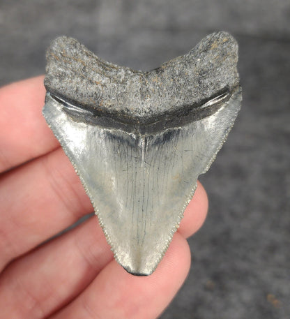 Authentic, 2.05" Fossil Megalodon Tooth - Venice, Florida - Fossil Driven