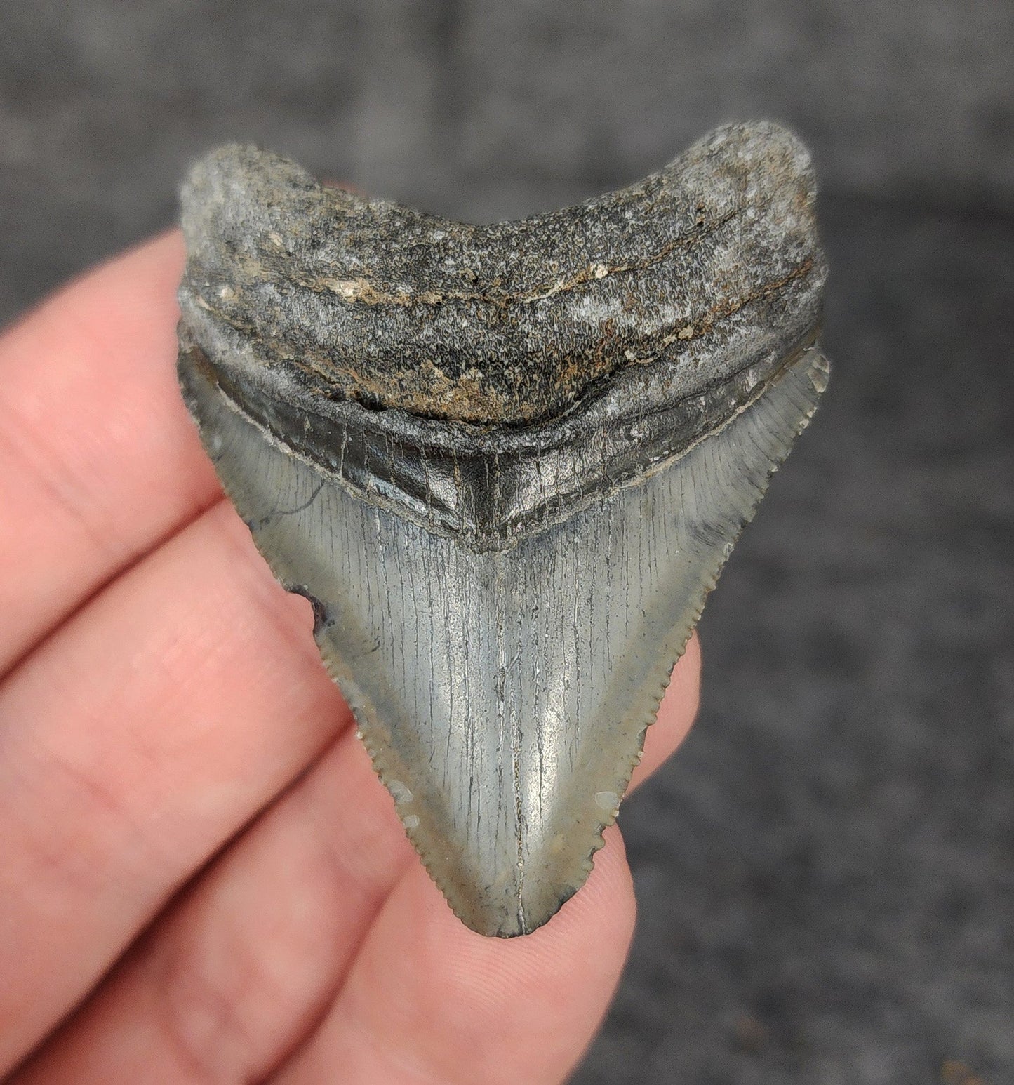 Authentic, 2.05" Fossil Megalodon Tooth - Venice, Florida - Fossil Driven