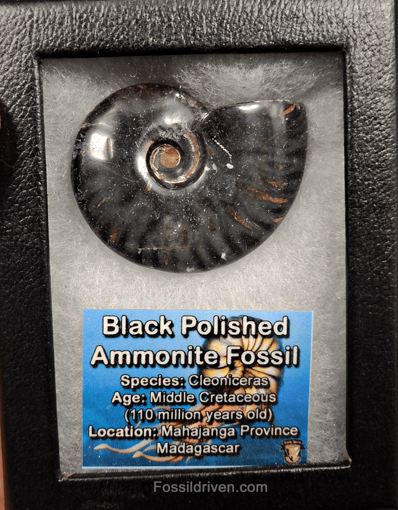 Authentic, 2.06" Polished Black Ammonite - Madagascar - Fossil Driven