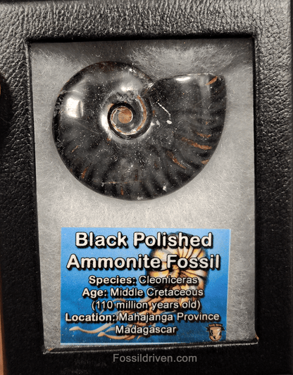 Authentic, 2.06" Polished Black Ammonite - Madagascar - Fossil Driven