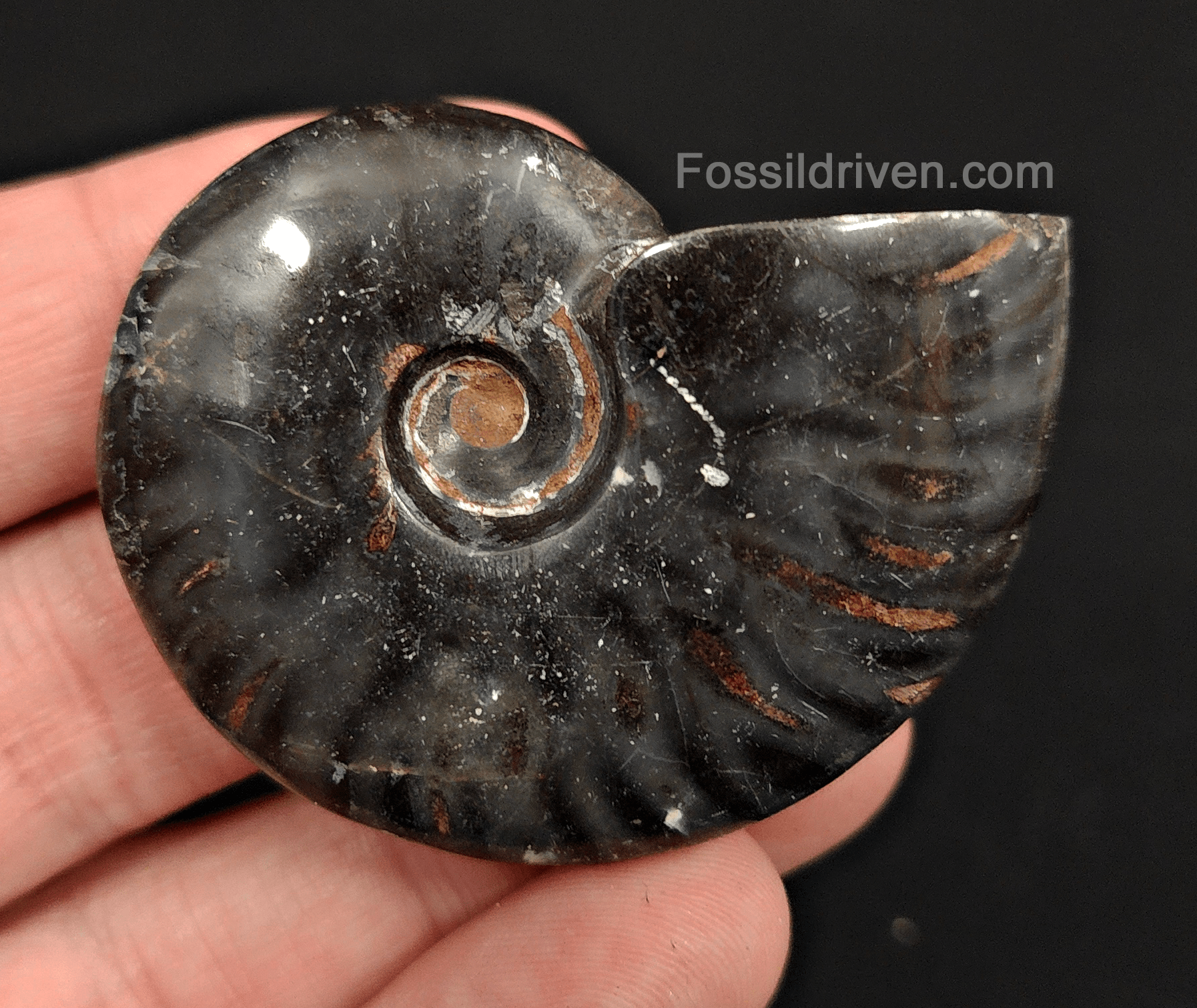 Authentic, 2.06" Polished Black Ammonite - Madagascar - Fossil Driven