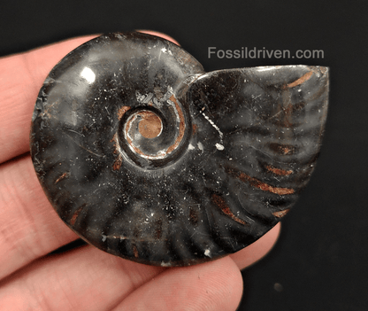 Authentic, 2.06" Polished Black Ammonite - Madagascar - Fossil Driven
