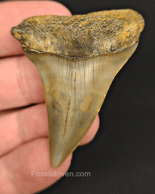 Authentic, 2.08" Fossil Mako Tooth - North Carolina - Fossil Driven