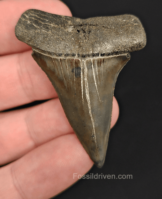 Authentic, 2.08" Fossil Mako Tooth - South Carolina - Fossil Driven