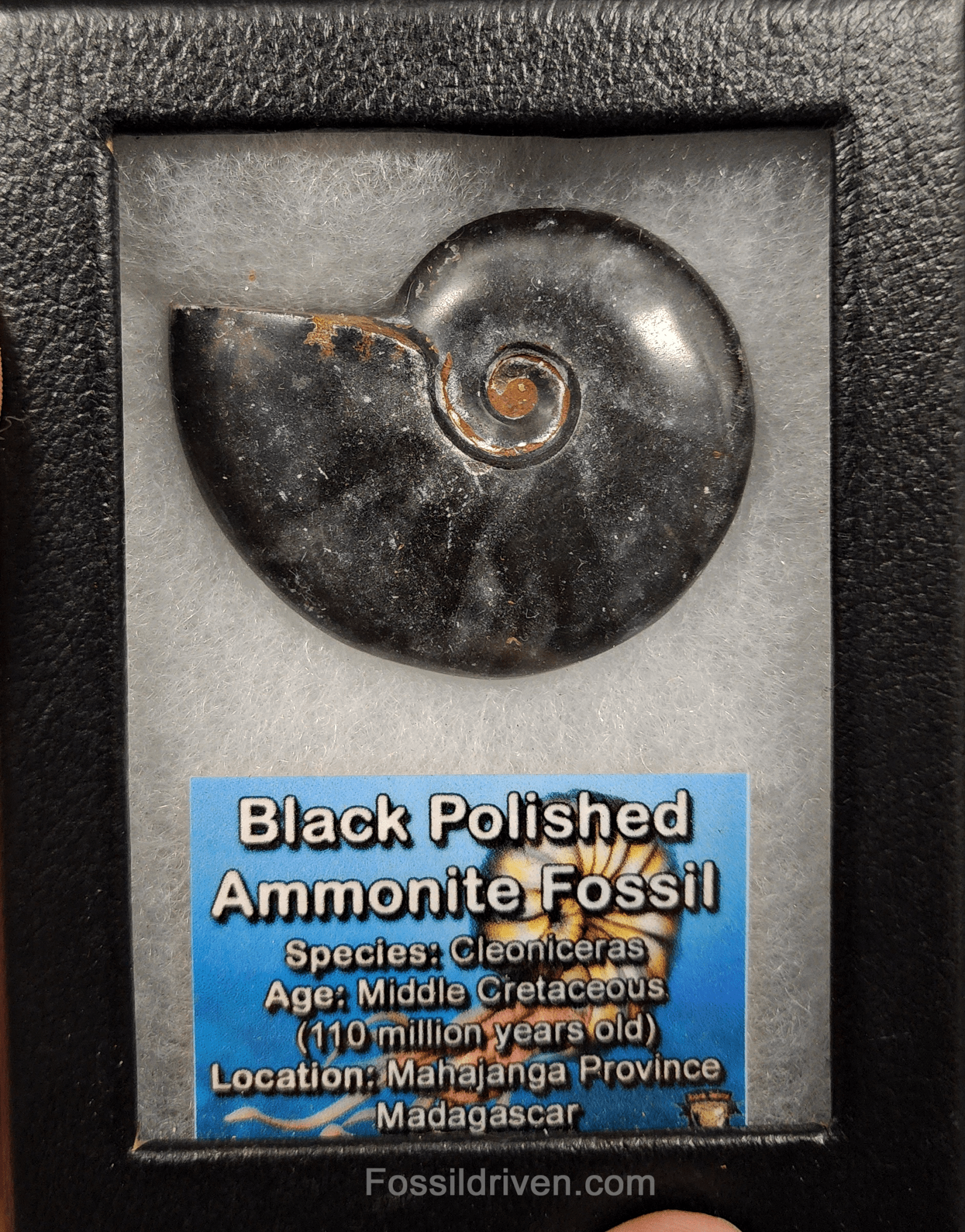 Authentic, 2.09" Polished Black Ammonite - Madagascar - Fossil Driven