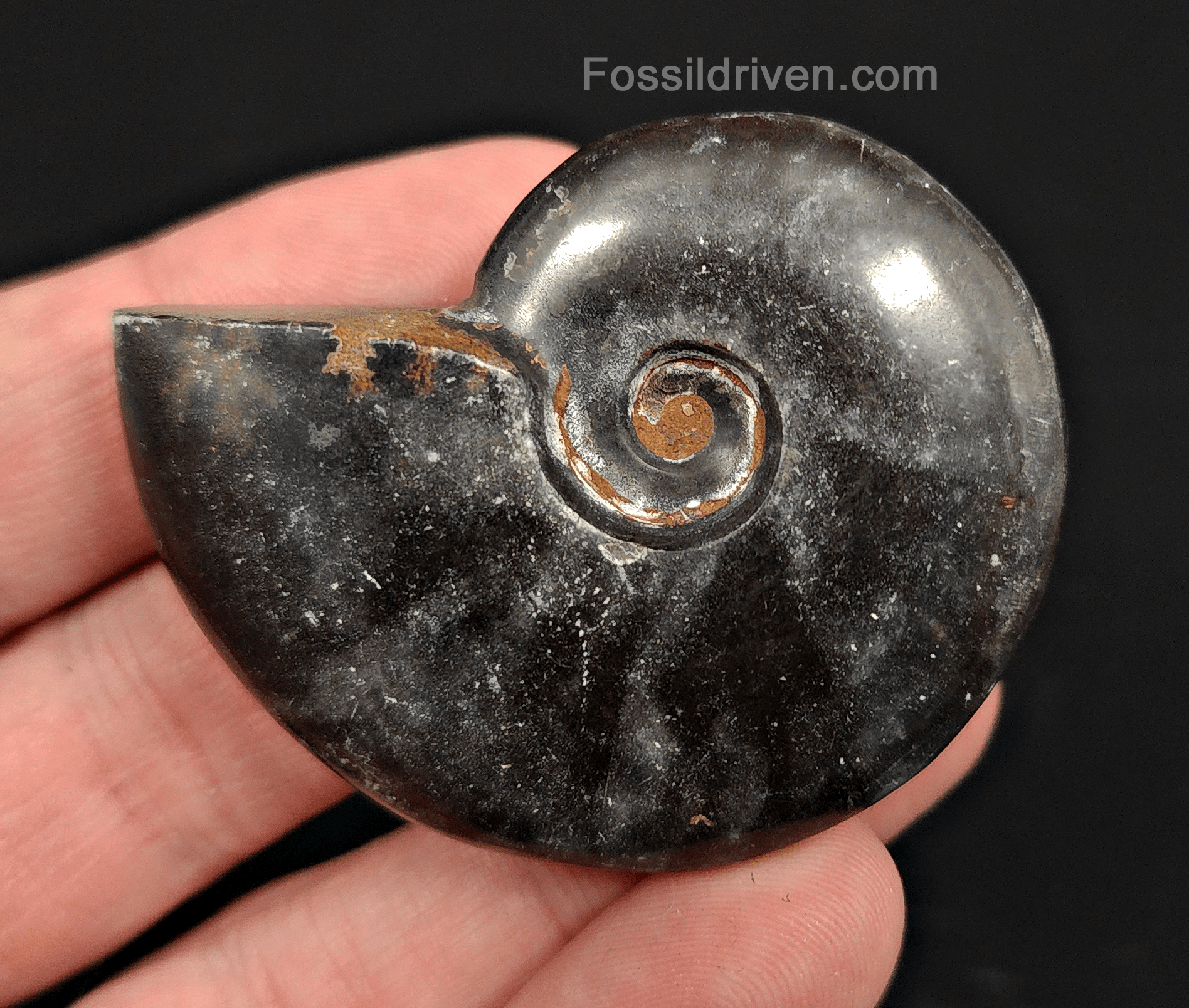 Authentic, 2.09" Polished Black Ammonite - Madagascar - Fossil Driven