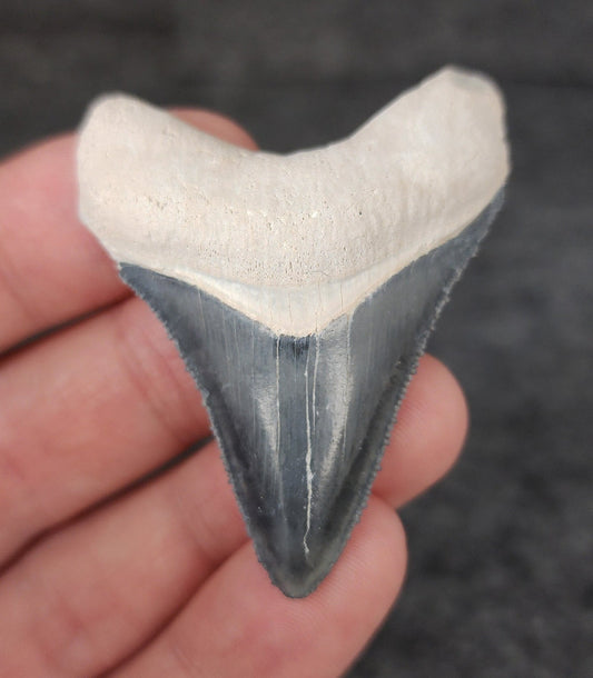 Authentic, 2.10" Fossil Megalodon Tooth - Bone Valley, Florida - Fossil Driven