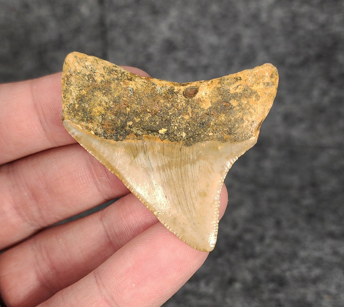 Authentic, 2.10" Fossil Megalodon Tooth - Meg Ledge - Fossil Driven