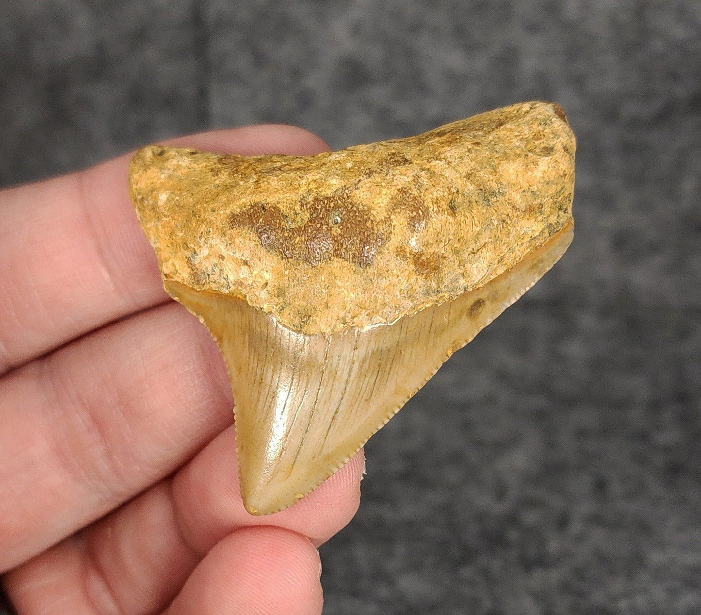 Authentic, 2.10" Fossil Megalodon Tooth - Meg Ledge - Fossil Driven