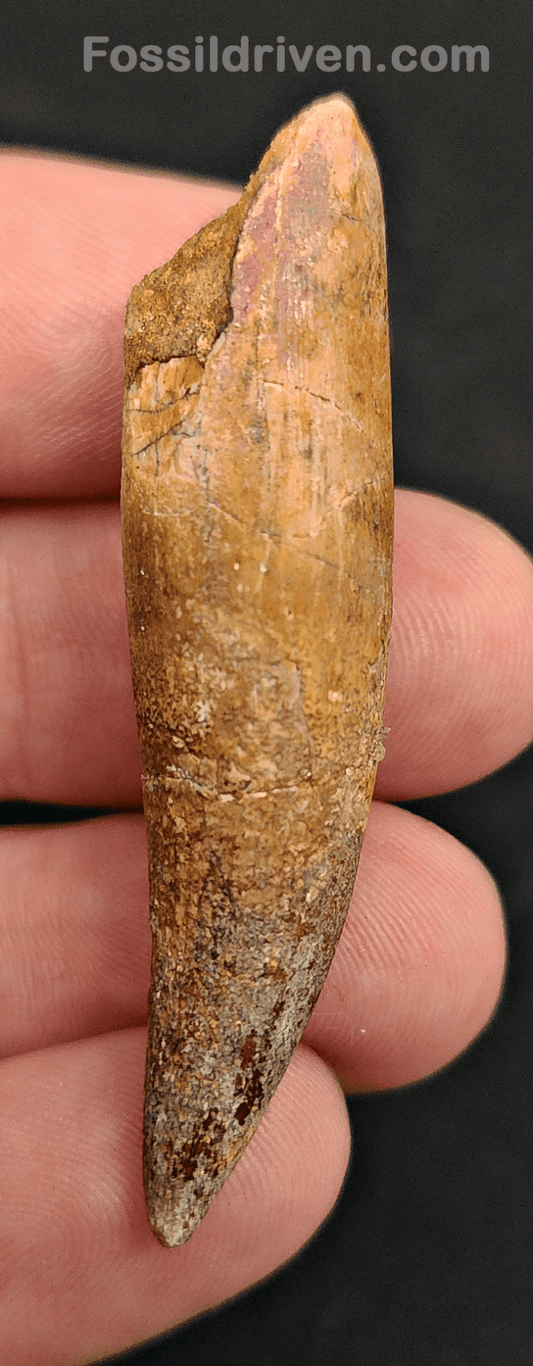 Authentic, 2.10" Spinosaurus Tooth - Real Dinosaur Tooth - Fossil Driven