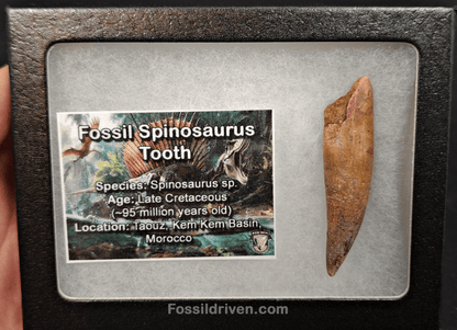 Authentic, 2.10" Spinosaurus Tooth - Real Dinosaur Tooth - Fossil Driven
