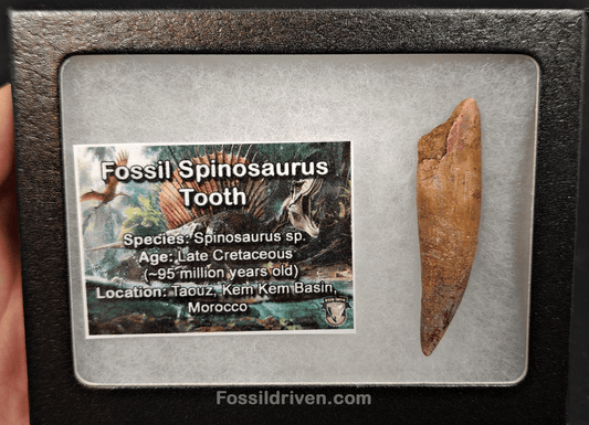 Authentic, 2.10" Spinosaurus Tooth - Real Dinosaur Tooth - Fossil Driven