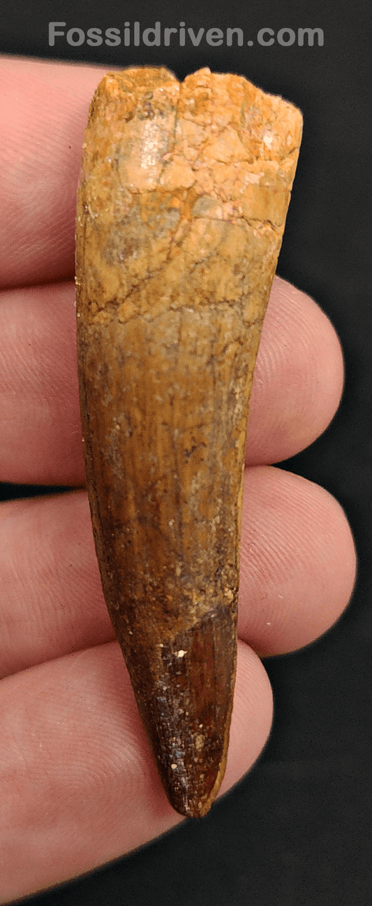 Authentic, 2.11" Spinosaurus Tooth - Real Dinosaur Tooth - Fossil Driven