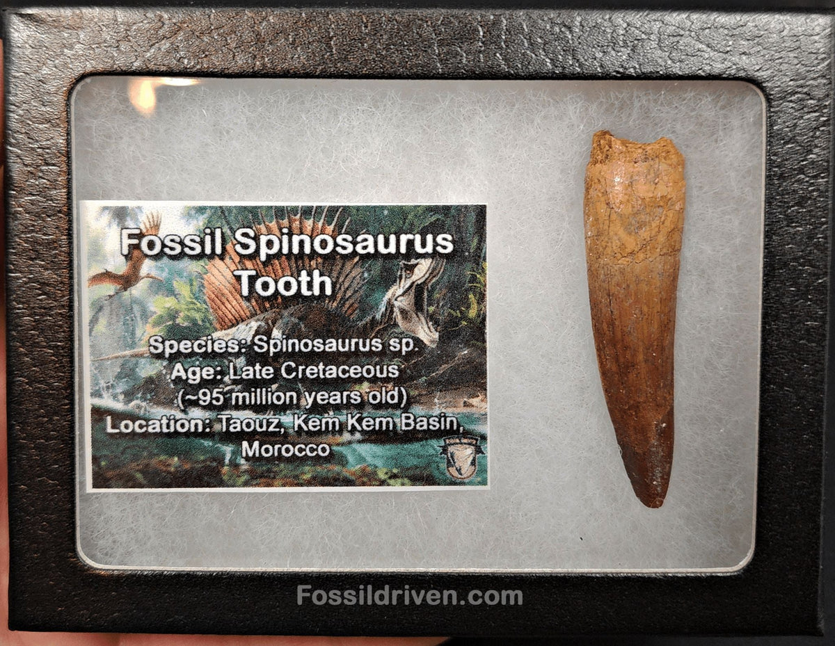 Authentic, 2.11" Spinosaurus Tooth - Real Dinosaur Tooth - Fossil Driven