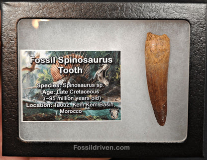 Authentic, 2.11" Spinosaurus Tooth - Real Dinosaur Tooth - Fossil Driven