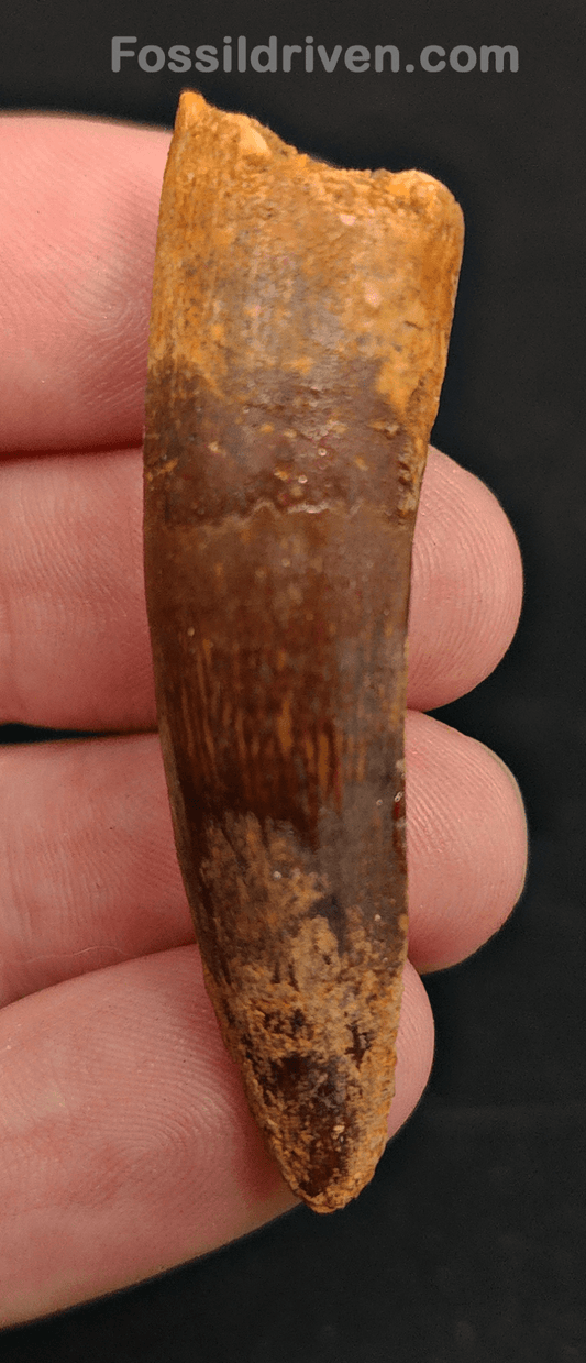 Authentic, 2.12" Spinosaurus Tooth - Real Dinosaur Tooth - Fossil Driven