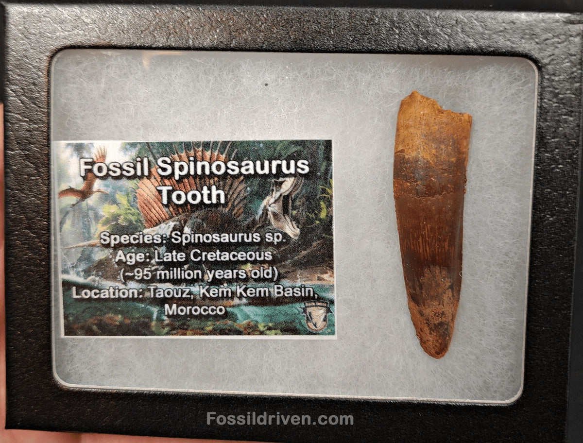 Authentic, 2.12" Spinosaurus Tooth - Real Dinosaur Tooth - Fossil Driven