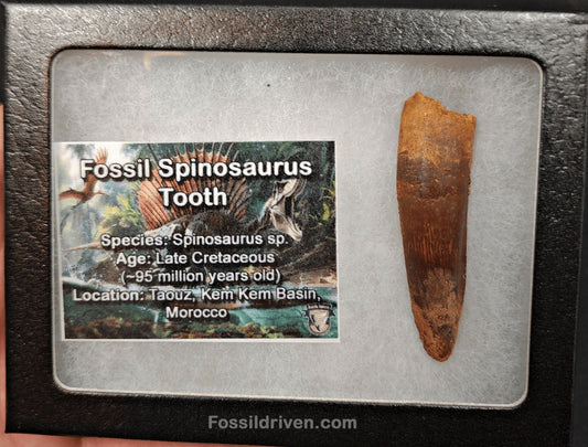 Authentic, 2.12" Spinosaurus Tooth - Real Dinosaur Tooth - Fossil Driven