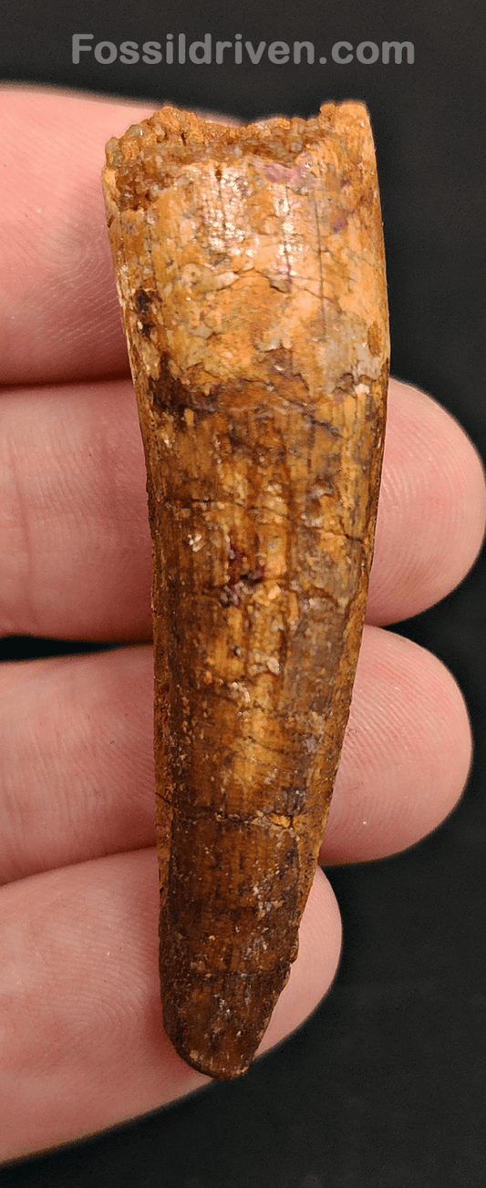 Authentic, 2.14" Spinosaurus Tooth - Real Dinosaur Tooth - Fossil Driven