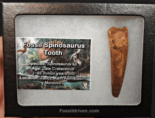Authentic, 2.14" Spinosaurus Tooth - Real Dinosaur Tooth - Fossil Driven