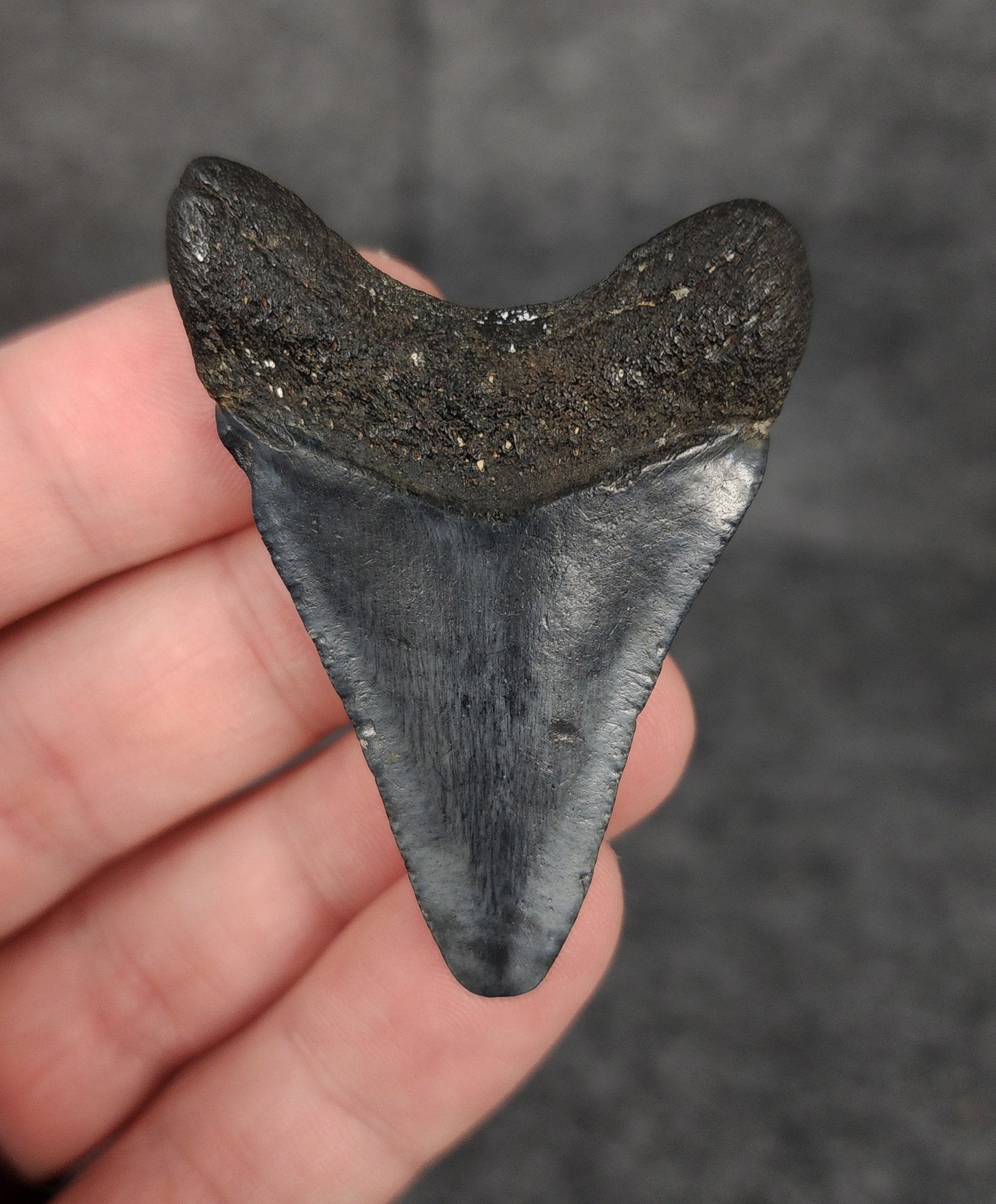 Authentic, 2.15" Fossil Megalodon Tooth - Venice, Florida - Fossil Driven