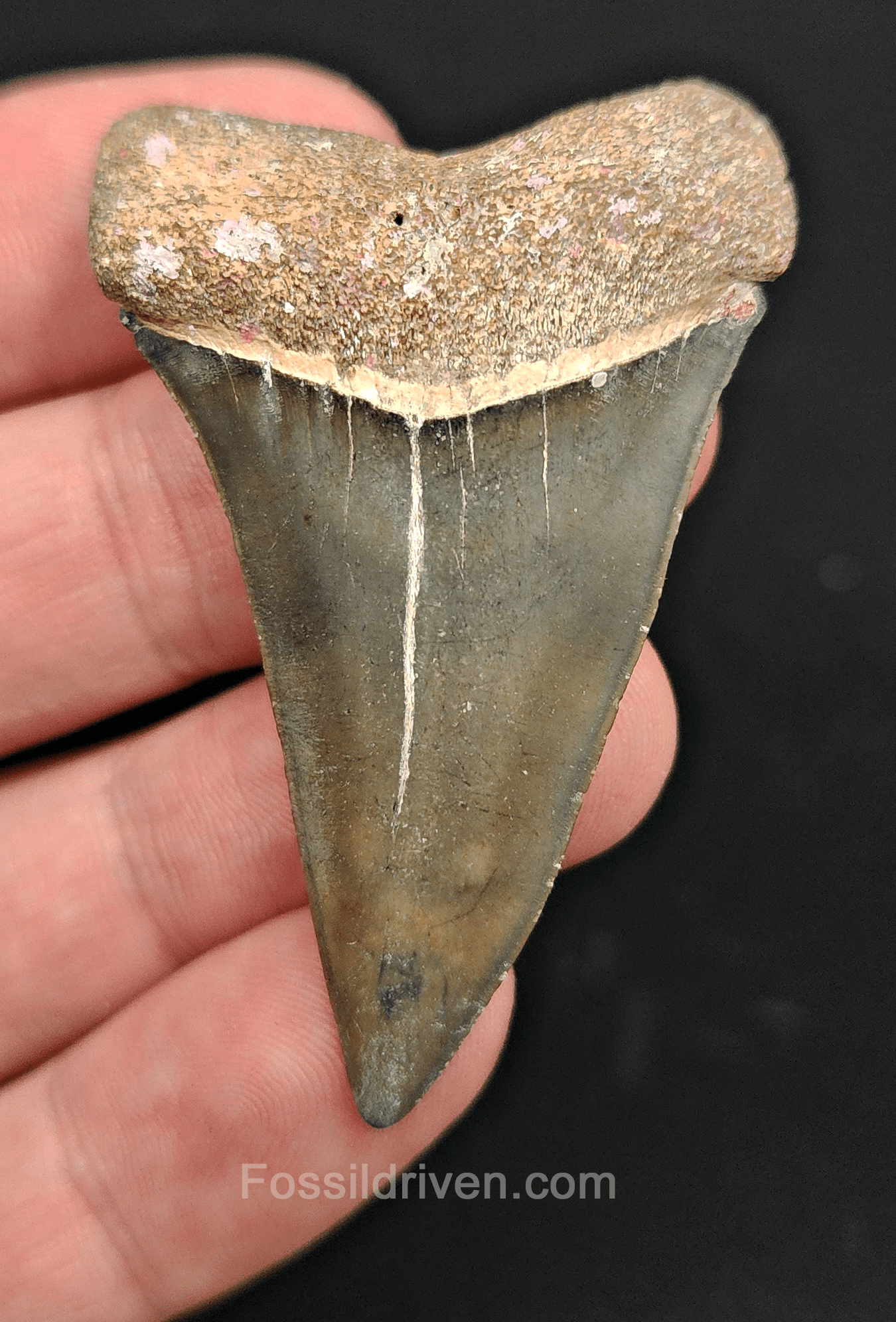 Authentic, 2.16" Fossil Mako Tooth - Golden Beach, Florida - Fossil Driven