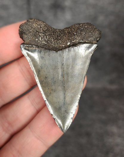 Authentic, 2.16" Fossil Mako Tooth - South Carolina - Fossil Driven