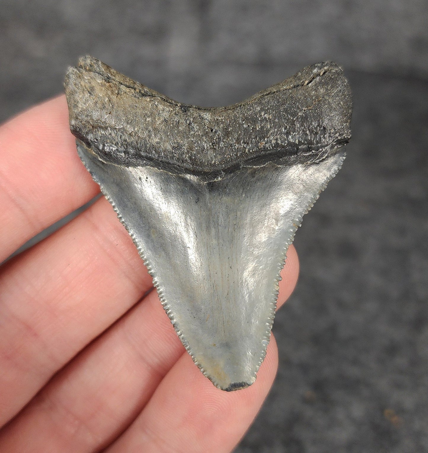 Authentic, 2.16" Fossil Megalodon Tooth - Venice, Florida - Fossil Driven