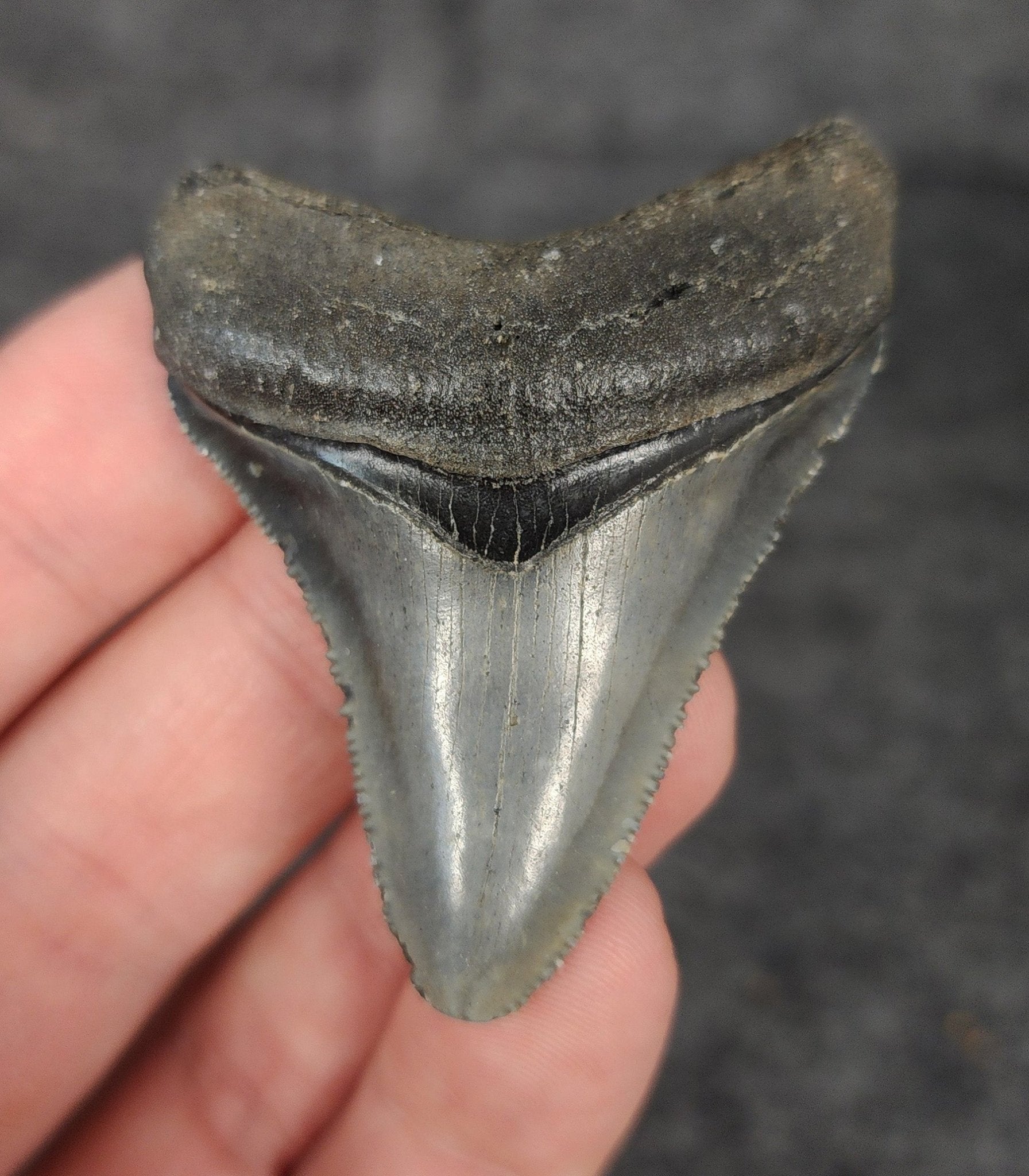 Authentic, 2.16" Fossil Megalodon Tooth - Venice, Florida - Fossil Driven