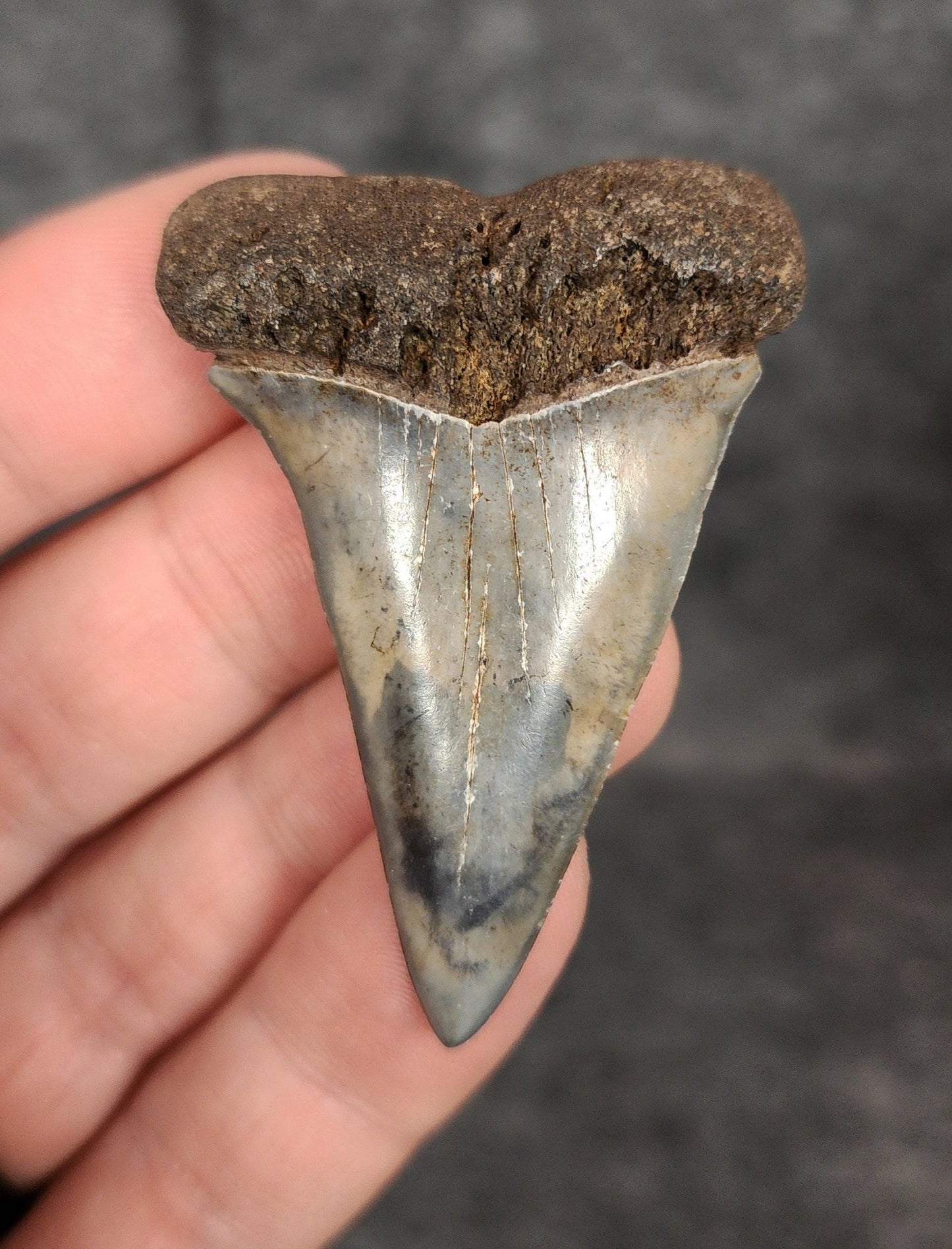 Authentic, 2.17" Fossil Mako Tooth - South Carolina - Fossil Driven