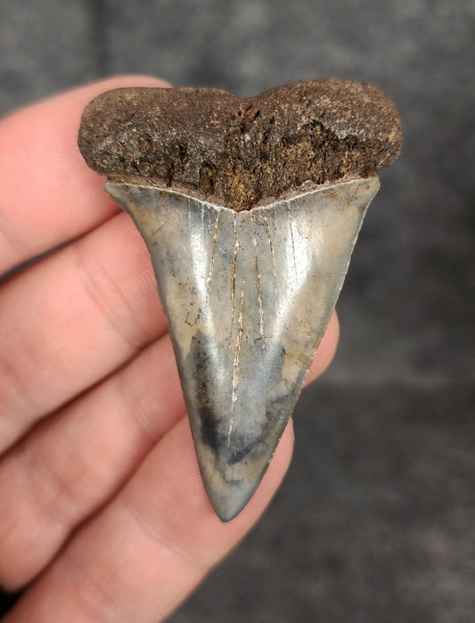 Authentic, 2.17" Fossil Mako Tooth - South Carolina - Fossil Driven